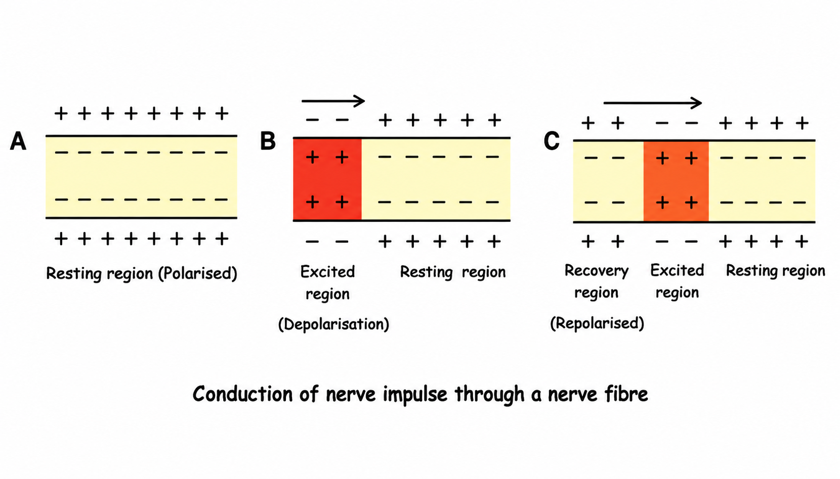 Fig 9.2: Conduction of nerve impulse through a nerve fibre